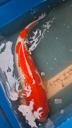 Ginrin kohaku 63cm, Dieren en Toebehoren