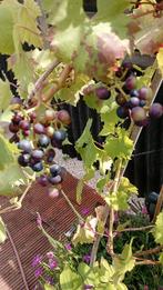 Zeer mooie druivelaar tekoop!, Tuin en Terras, Ophalen, Vaste plant, Halfschaduw, Zomer