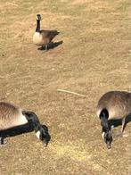 Ganzen, Dieren en Toebehoren, Pluimvee, Geslacht onbekend, Gans of Zwaan