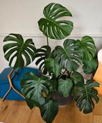 Grote gezonde Monstera met nieuwe scheuten, Huis en Inrichting, Ophalen