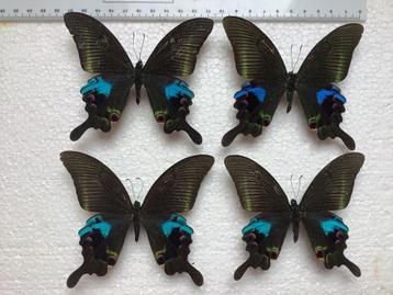 Papilio arcturus beschikbaar voor biedingen
