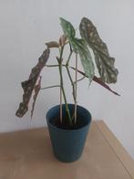 Begoniaplant, stippenplant met bloempot, Ophalen