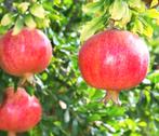 Granaatappelboom (Punica granatum), Ophalen, Minder dan 100 cm, Overige soorten, Volle zon