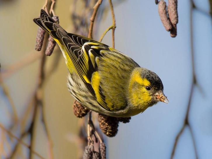 Sijzen *Gezocht*, Dieren en Toebehoren, Vogels | Overige Vogels, Wildzangvogel, Meerdere dieren, Geringd