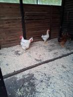 Witte leghorn haan, Dieren en Toebehoren, Pluimvee, Mannelijk, Kip