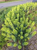 Euphorbia characias 'Humpty Dumpty' of Wolfsmelk, Jardin & Terrasse, Plantes | Jardin, Enlèvement, Plante fixe