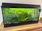 Vis aquarium 120L compleet, Ophalen, Gebruikt, Gevuld zoetwateraquarium