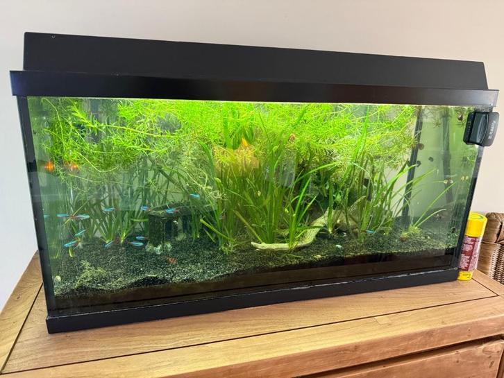 Vis aquarium 120L compleet, Dieren en Toebehoren, Vissen | Aquaria en Toebehoren, Gebruikt, Gevuld zoetwateraquarium, Ophalen