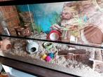 Muizen Huisvesting 100x40x50 cm – Terrarium met Schuifruiten, Dieren en Toebehoren, Minder dan 60 cm, Nieuw, Ophalen of Verzenden