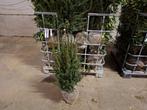 ‼️Taxus baccata aan promoprijzen ‼️, Tuin en Terras, Ophalen, Taxus