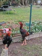 Maleier Haan, Mannelijk, Kip