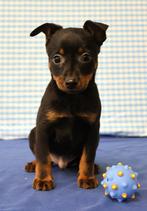 Super leuke Pincher pup!, Dieren en Toebehoren, Honden | Bulldogs, Pinschers en Molossers, 15 weken tot 1 jaar, Buitenland, CDV (hondenziekte)