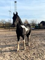 Barock pinto 5jaar, Animaux & Accessoires, Chevaux, Hongre, Débourré, Cheval de récréation, 3 à 6 ans