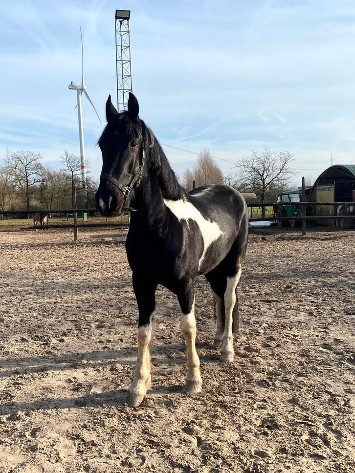Barock pinto 5jaar, Animaux & Accessoires, Chevaux, Hongre, Débourré, 3 à 6 ans, Cheval de récréation