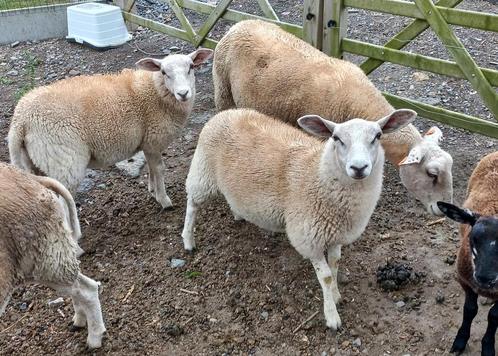 2 swifter ooilammeren, Dieren en Toebehoren, Schapen, Geiten en Varkens, Schaap, Vrouwelijk, 0 tot 2 jaar