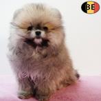 Magnifieke Dwergkees puppy's te koop (Belgisch), Dieren en Toebehoren, Parvo, België, 8 tot 15 weken, Meerdere