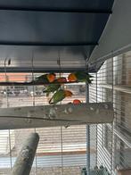 Ficheries, Dieren en Toebehoren, Vogels | Parkieten en Papegaaien, Geslacht onbekend