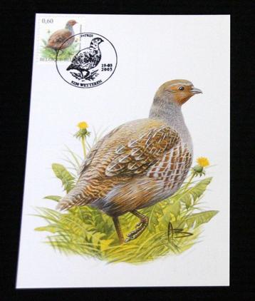 André Buzin Belgie 2005 Patrijs maximumkaart vogels birds beschikbaar voor biedingen