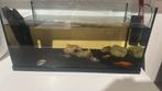 Aquarium met alle toebehoren,4 goudvissen en 2 ancistrussen., Dieren en Toebehoren, Ophalen, Zo goed als nieuw