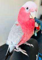 Handtamme mega tamme lieve rose kaketoe te koop!, Tam