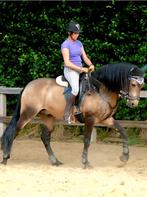 Lusitano, 18 ans, cherche un bon logement, Étalon