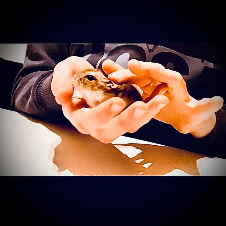 Prachtige allerschattigste troetelhamstertjes (4-8 weken), Dieren en Toebehoren, Knaagdieren, Meerdere dieren, Hamster, December