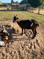 Geiten gecastreerde bokken 2,5 jaar, Dieren en Toebehoren, Schapen, Geiten en Varkens, Meerdere dieren, Geit, 0 tot 2 jaar