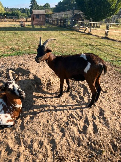Geiten gecastreerde bokken 2,5 jaar, Dieren en Toebehoren, Schapen, Geiten en Varkens, Geit, Meerdere dieren, 0 tot 2 jaar