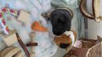 2 Cavia's met accessoires, Dieren en Toebehoren, Januari, Vrouwelijk, Cavia