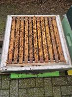 8 raams bijenvolk met segerberger kast op simplex ramen. buc, Abeilles