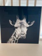 Kader afbeelding giraf op glasplaat, Ophalen, Overige materialen, 50 tot 75 cm, Zo goed als nieuw