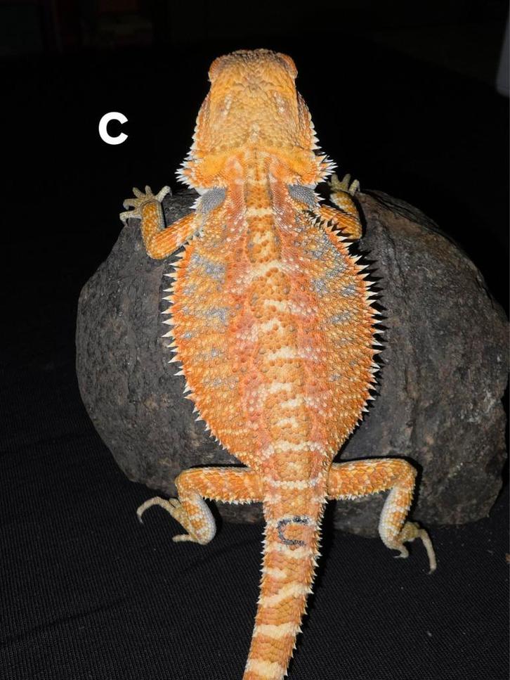 Zeer fel orange bluebar baardagaam-vrouwtje, Dieren en Toebehoren, Reptielen en Amfibieën, Hagedis, 0 tot 2 jaar, Tam