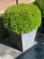Perfect onderhouden buxusbollen 70 cm met pot, Jardin & Terrasse, Plantes | Jardin, Plein soleil, Enlèvement, Autres espèces, Plante fixe