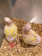 Pyrrhuras lutino, Animaux & Accessoires