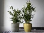 4 kamerplanten Chamaedora Dwerpalm 50-60cm hoog, Enlèvement
