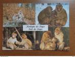Postkaart Montagne des Singes (Apen), Ophalen of Verzenden, Gelopen, Wild dier