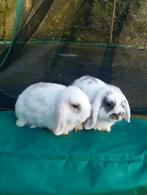 Mini lopjes, Dieren en Toebehoren, Konijnen