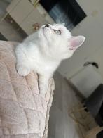 Kitten te koop, Dieren en Toebehoren, Katten en Kittens | Raskatten | Langhaar, Poes, Met stamboom, 0 tot 2 jaar
