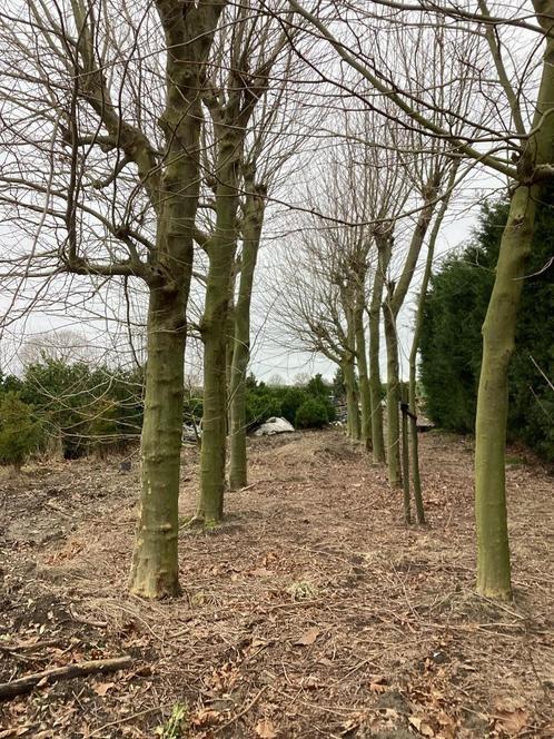 gratis brandhout in ruil voor hout, Tuin en Terras, Brandhout, Ophalen of Verzenden