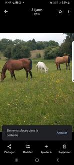 À louer prairie pour chevaux, Animaux & Accessoires