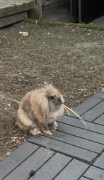 Nederlandse dwerg konijnen appart of samen beschikbaar, Dieren en Toebehoren, Konijnen, Vrouwelijk, Dwerg, Hangoor, 0 tot 2 jaar