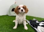 Cavalier King Charles Spaniel pups