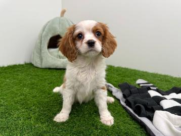 Cavalier King Charles Spaniel pups beschikbaar voor biedingen