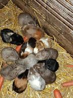 Cavia beertjes, Dieren en Toebehoren, Cavia, Mannelijk, Tam, Oktober