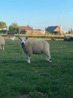 Ooi lam, Dieren en Toebehoren, Vrouwelijk, Schaap, 0 tot 2 jaar