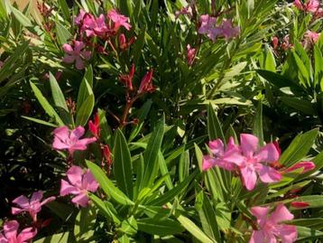 Oleander planten  beschikbaar voor biedingen