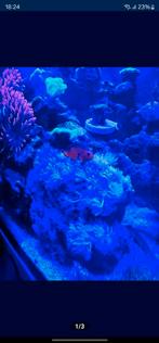 Xenia Umbelata, Dieren en Toebehoren, Vissen | Aquariumvissen, Overige typen, Zoutwatervis