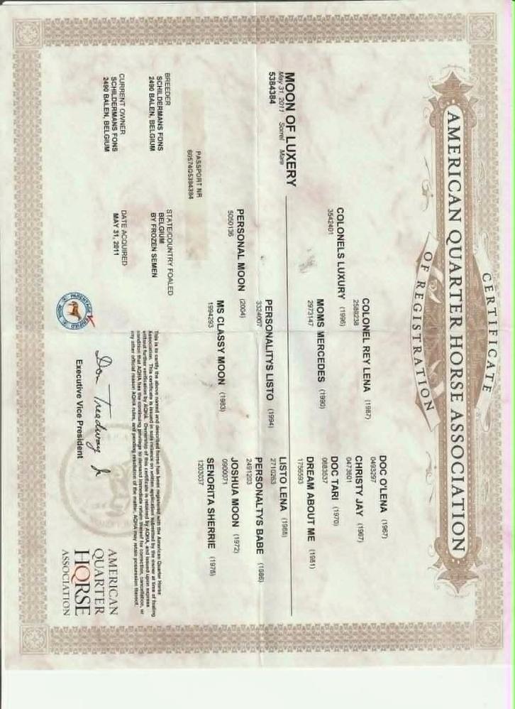 paard, Dieren en Toebehoren, Paarden, Merrie, Niet van toepassing, 11 jaar of ouder, Recreatiepaard, Met stamboom, Gechipt, Ontwormd