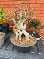 Bonsai buergerianum, Tuin en Terras, Ophalen