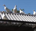 Pigeon voyageur blanc, Postduif